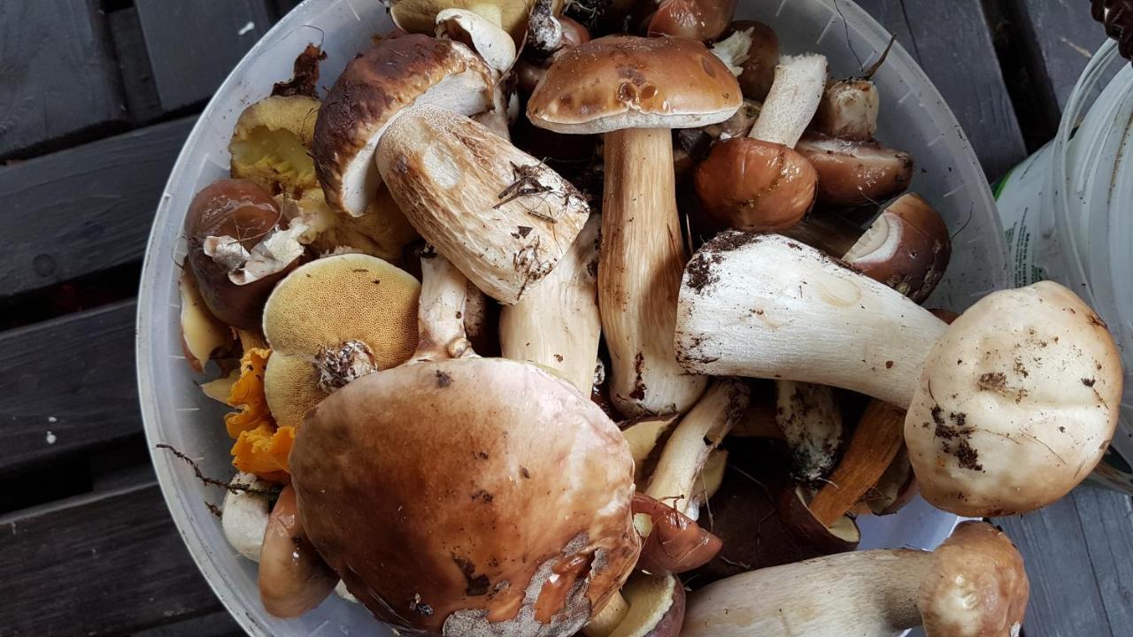 Domek Letniskowy Na Kaszubach Lub Apartament Z Kominkiem Puck Buitenkant foto